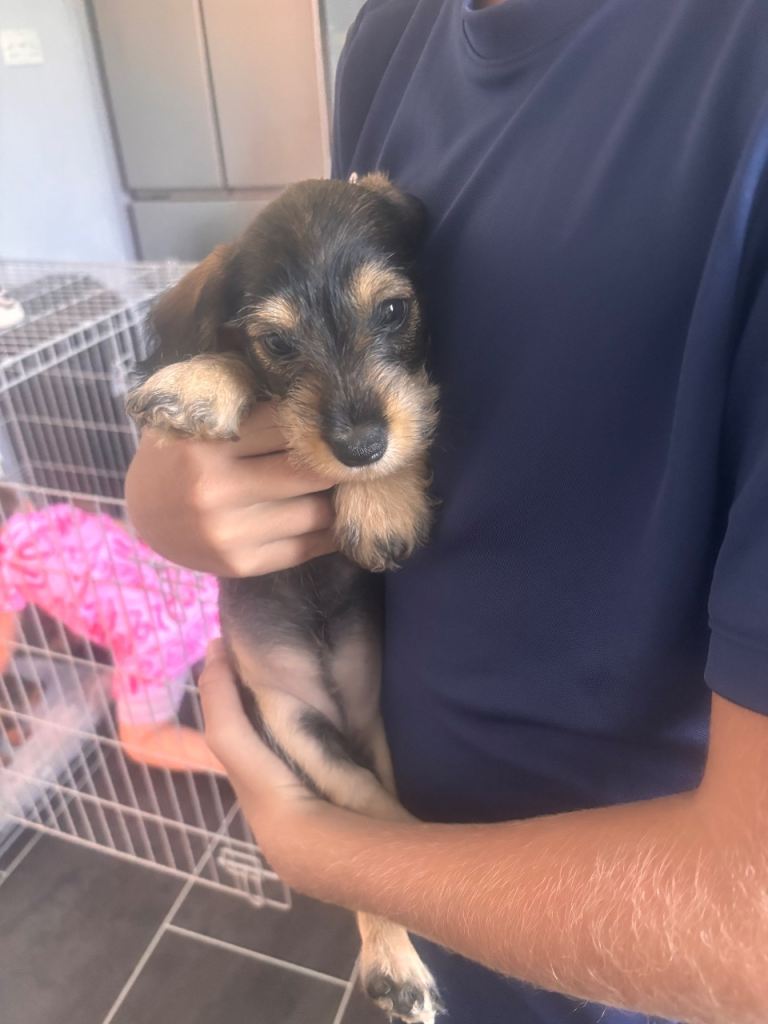 Miniature Schnauzer + Miniature Dachshund