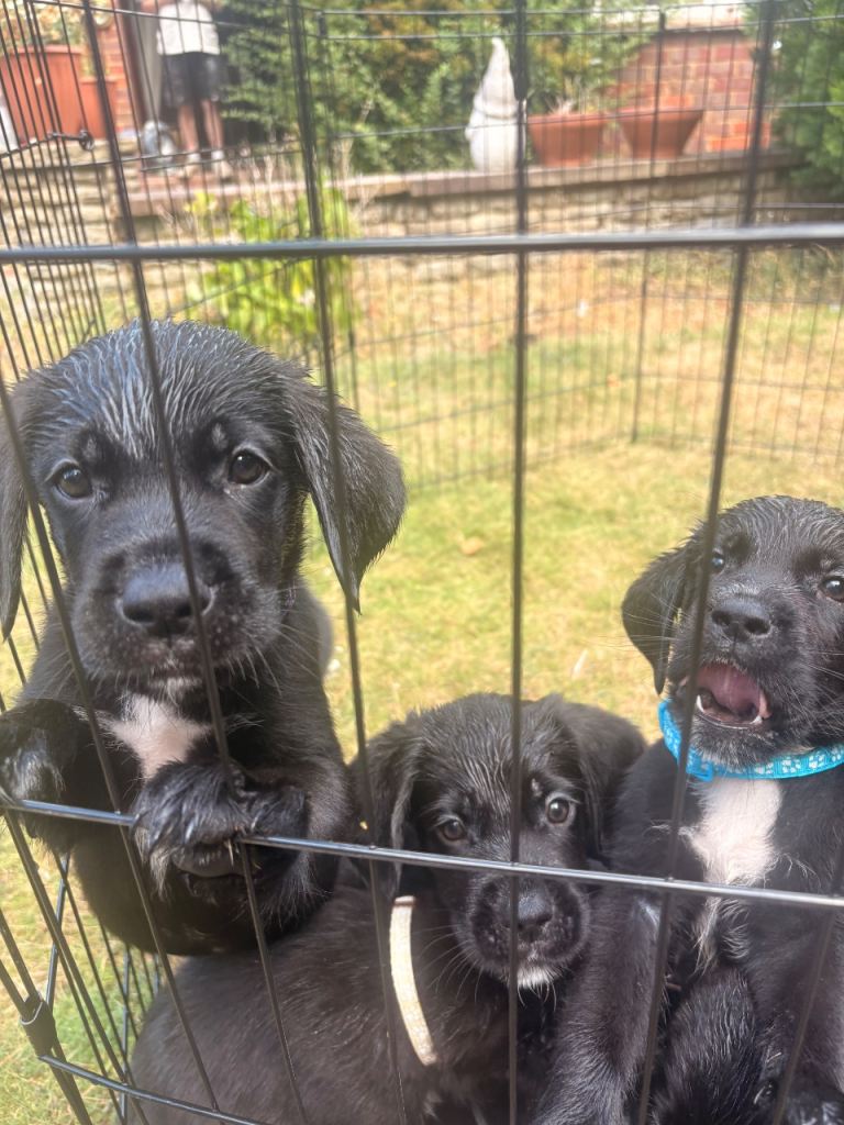 Only 4 left - Ready now - Labernard Puppies 