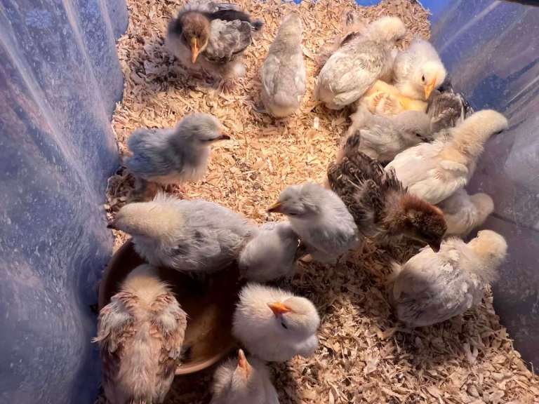 pekin chicks for sale all unsexed collection only 