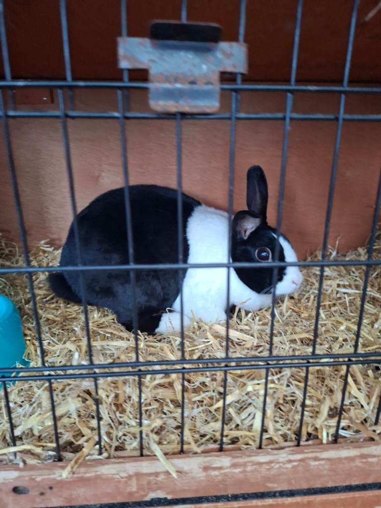 Female dutch rabbit 2 years old 