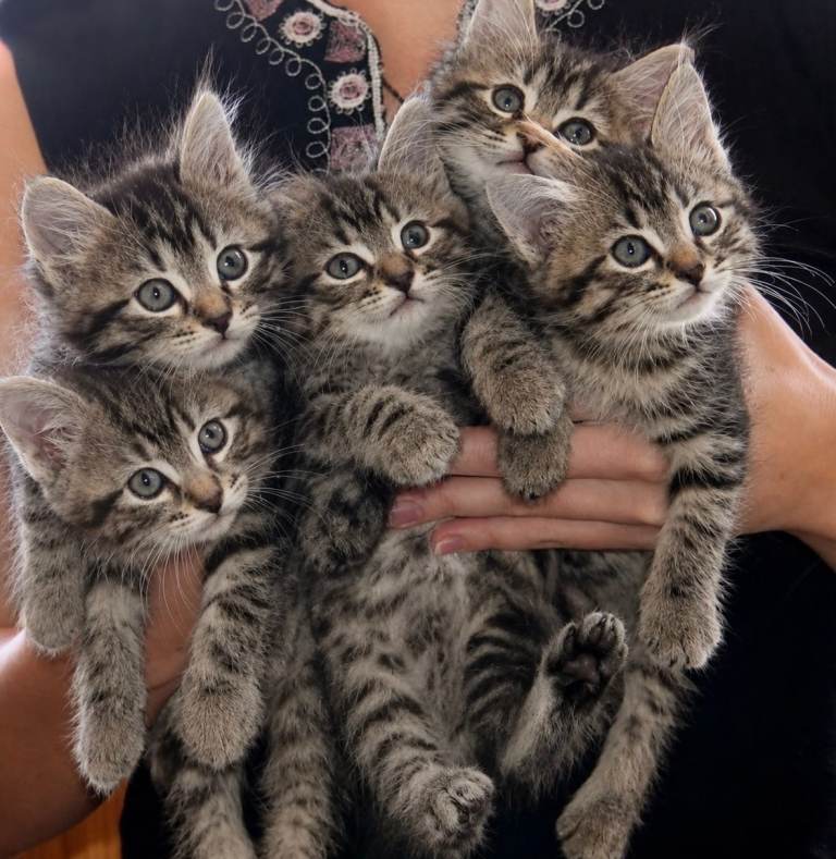 Tabby Mixed Kittens 8 Weeks Ready 