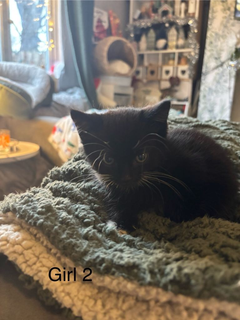 4 beautiful Tuxedo kittens ready for their  new homes