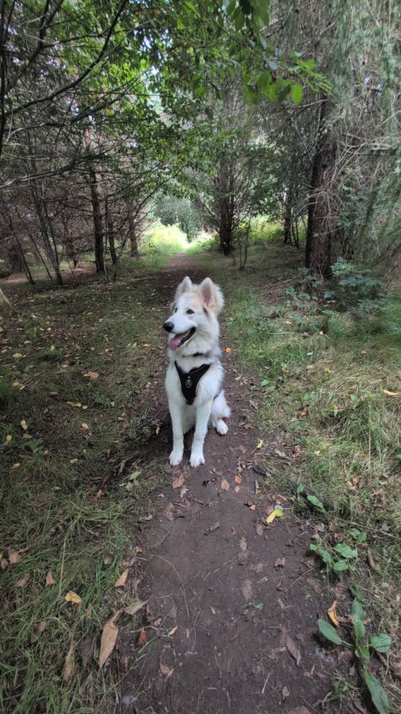 Sold - pending collection 8 month old Shepsky pup for sale