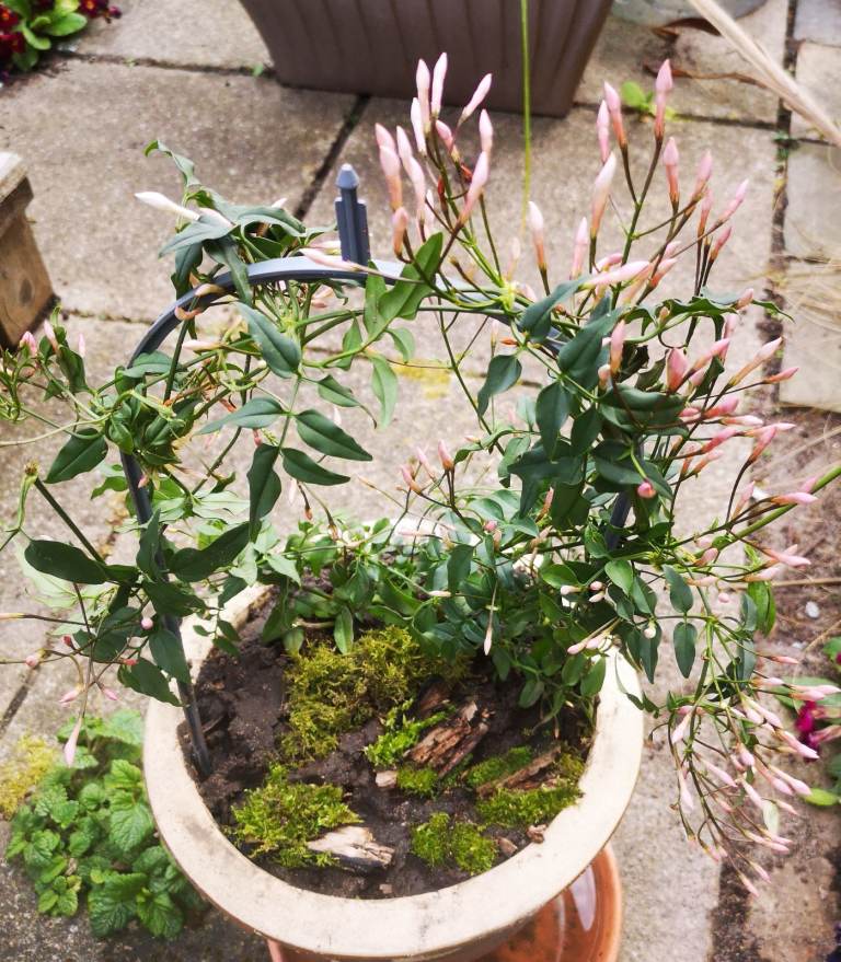 Jasmine plant in glazed ceramic pot