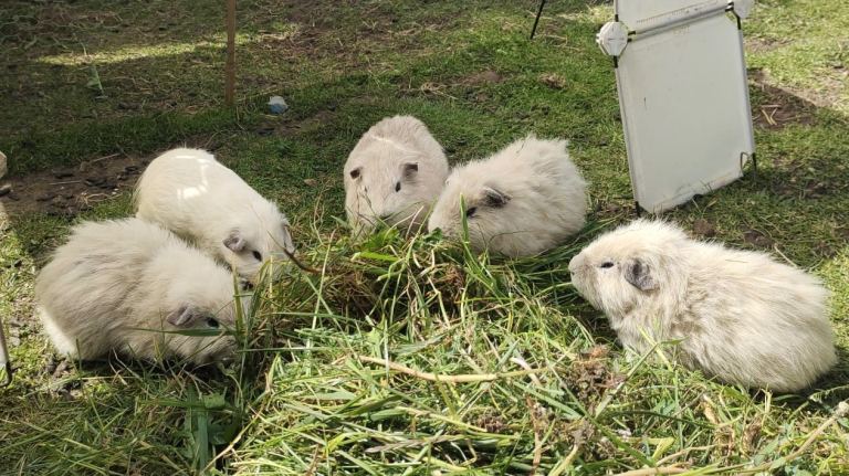🐹💕 White Guinea Pigs Looking for New Homes 💕🐹