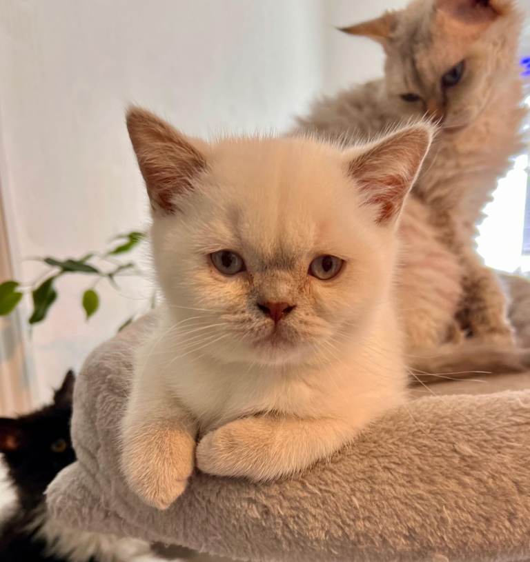 SELKIRK REX KITTENS READY NOW