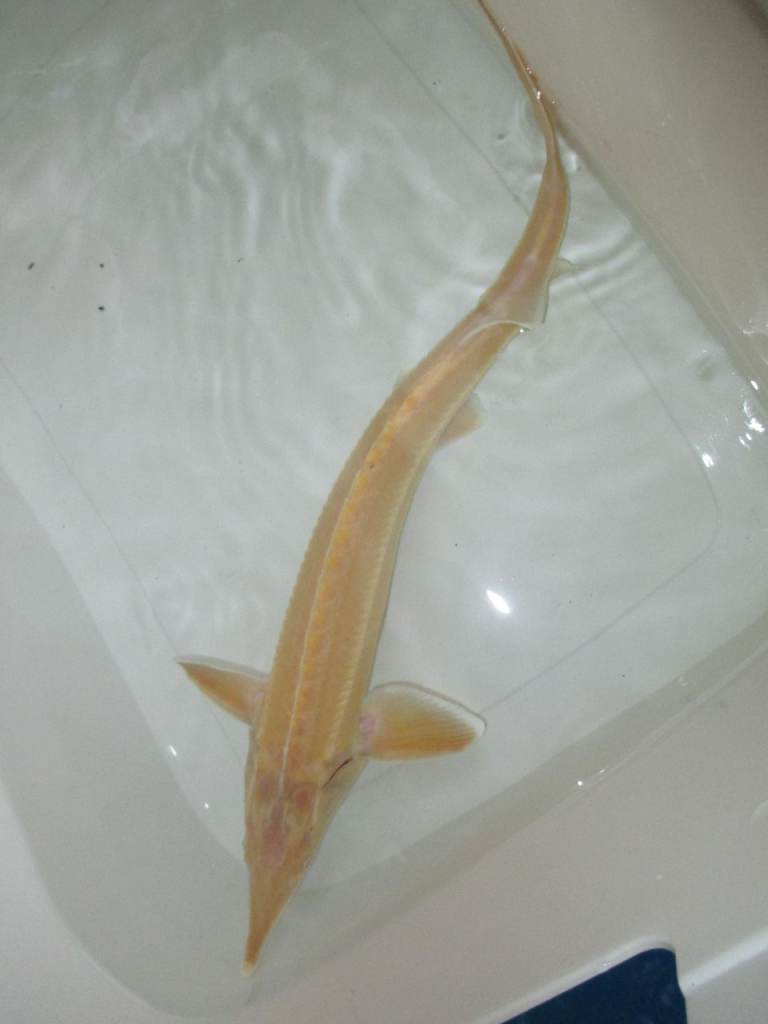 Sturgeon