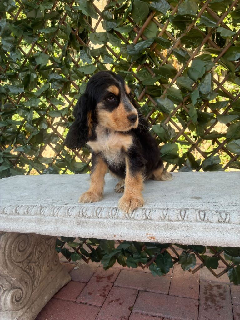 Cocker spaniel show type 1 boy left 