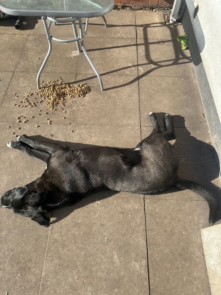 Quick sale 9 months dog for sale 