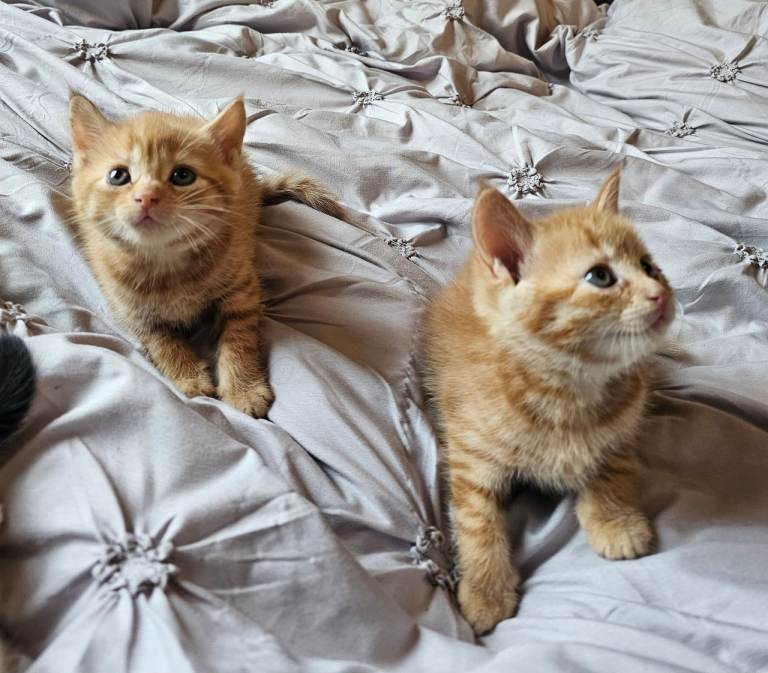 Kittens looking for forever loving home PLEASE READ DISCRIPTION BEFORE MESSAGING 