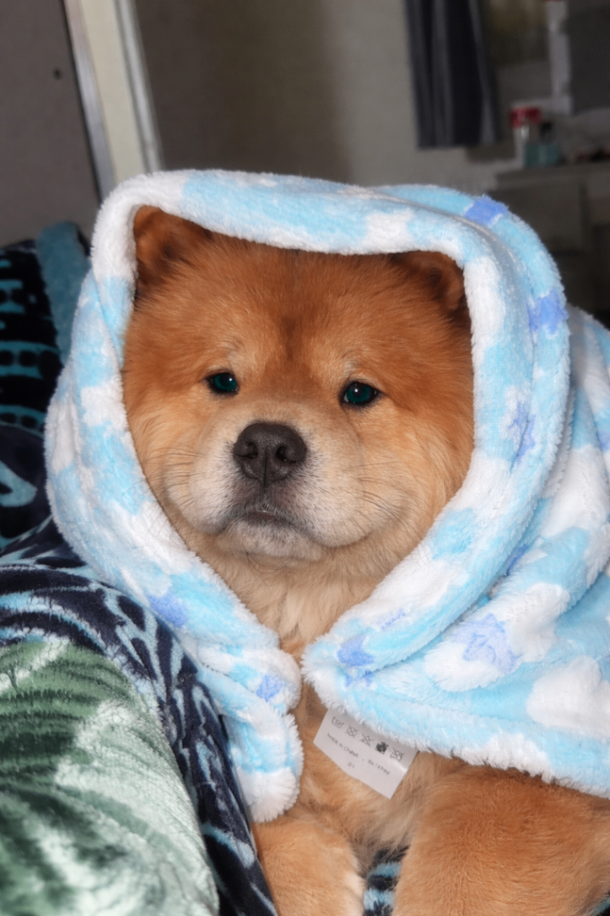 chow chow for sale 