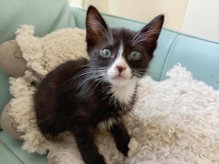 Kittens for sale 