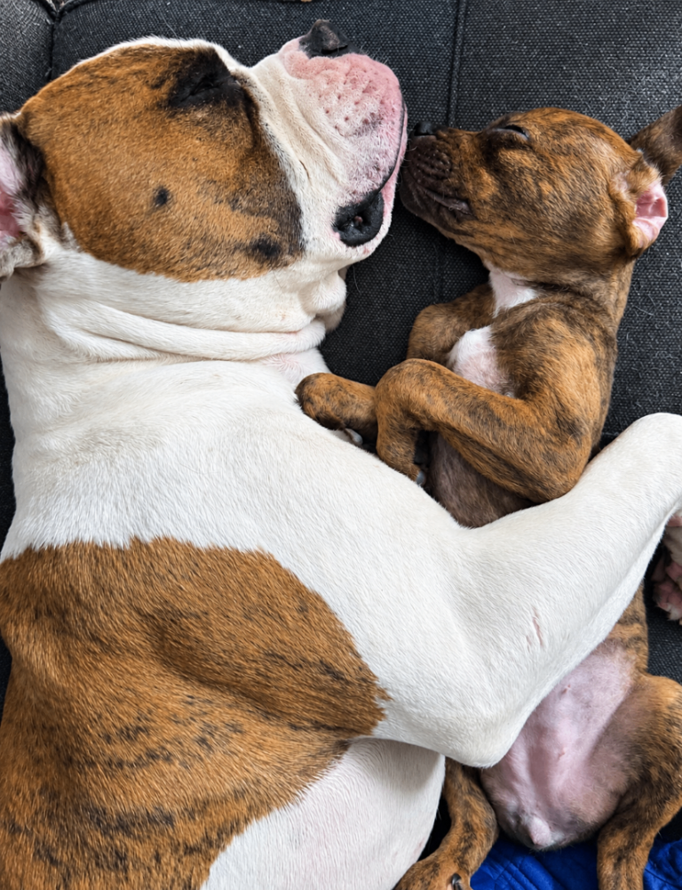 American bullweiler puppy’s 