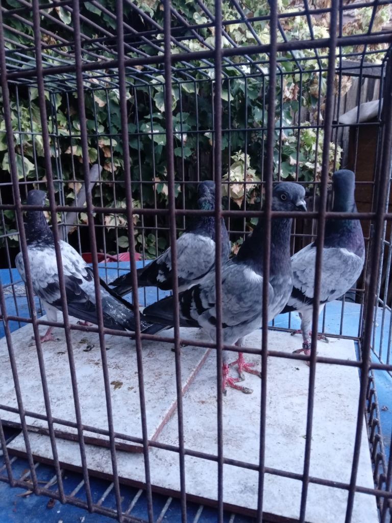 Pigeons for sale 