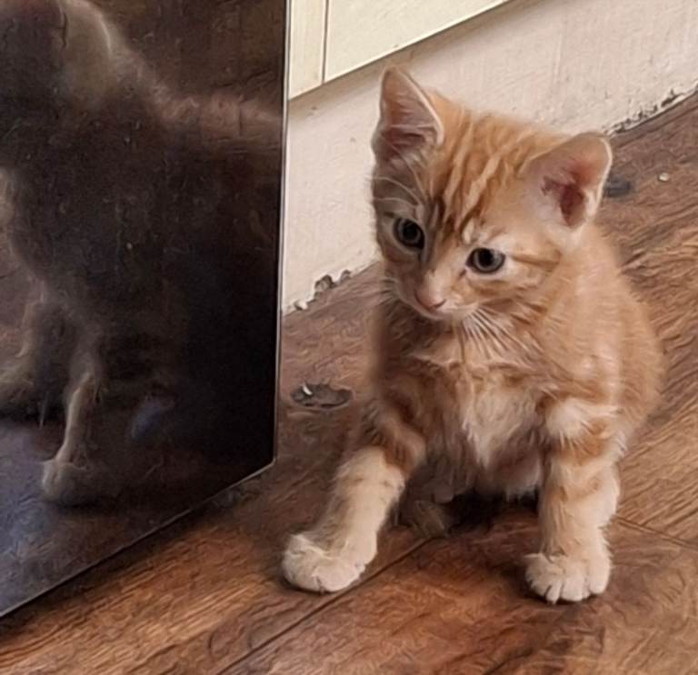 Kittens