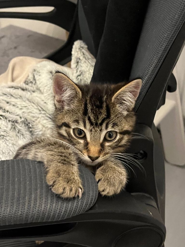  Male kitten for sale 