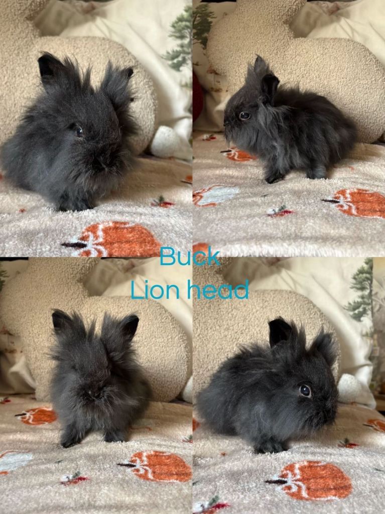 Last male lion head bunny 