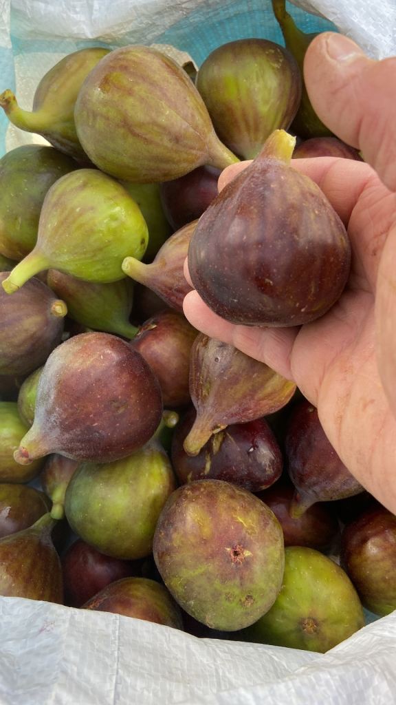 fig tree from cyprus truly unique jumbo figs producing twice yearly * 3 cutting 