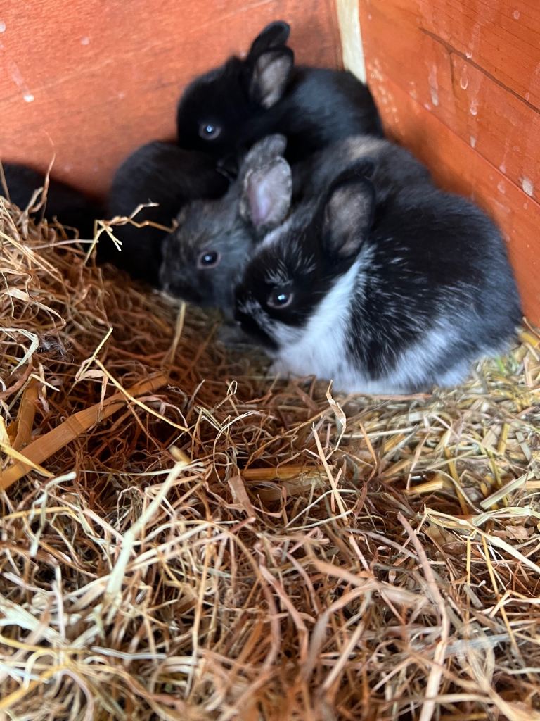 little bunnies