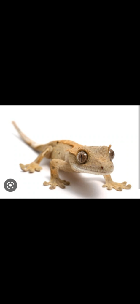 2 Geckos plus set up 