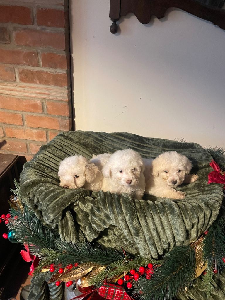 Miniature poodle puppies