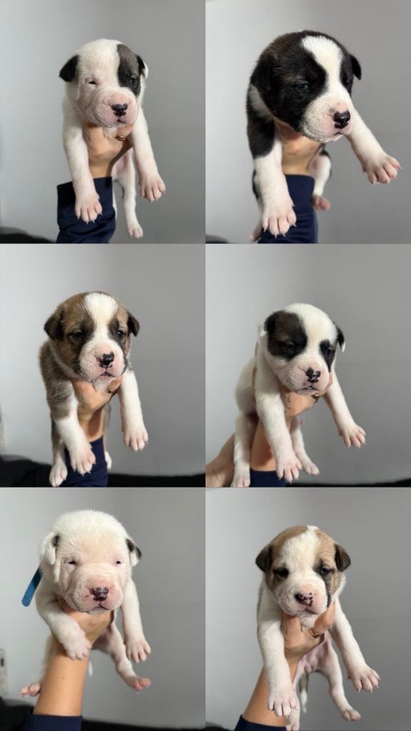 7 Puppies for sale 