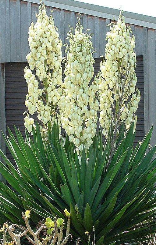 Yucca filamentosa 