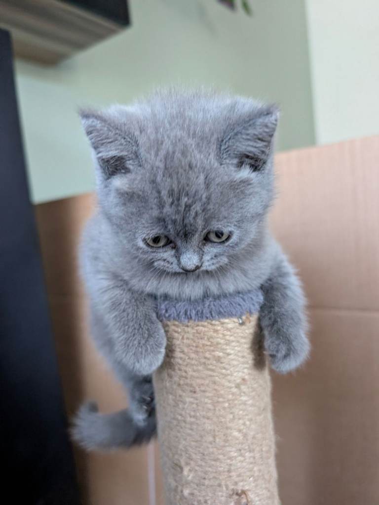 British Shorthair Kittens for Sale