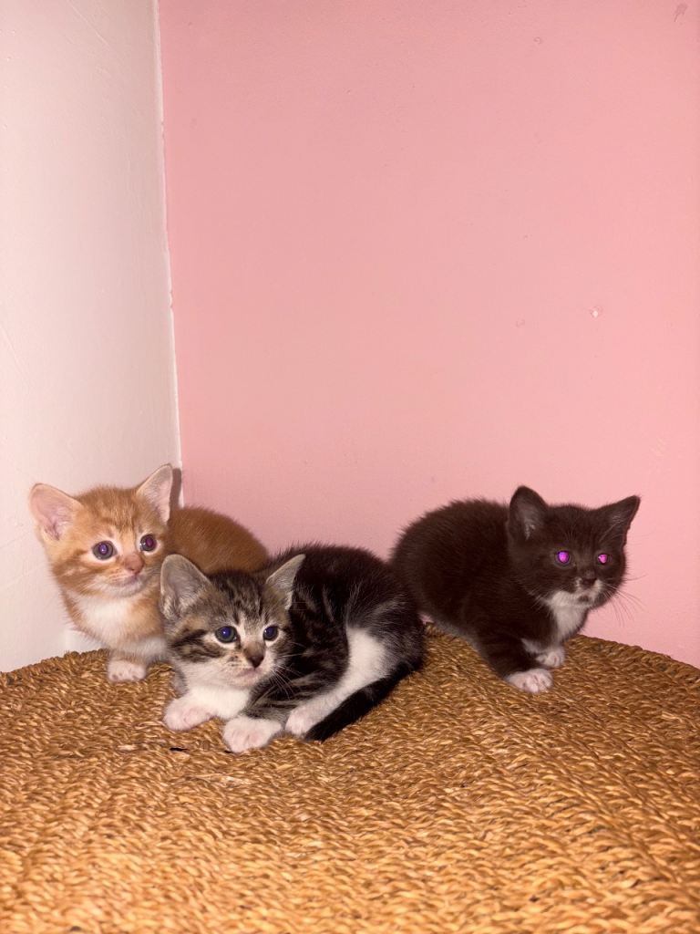 Lovely kittens for sale 