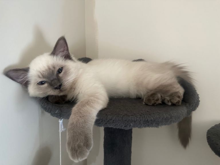 Ragdoll kitten