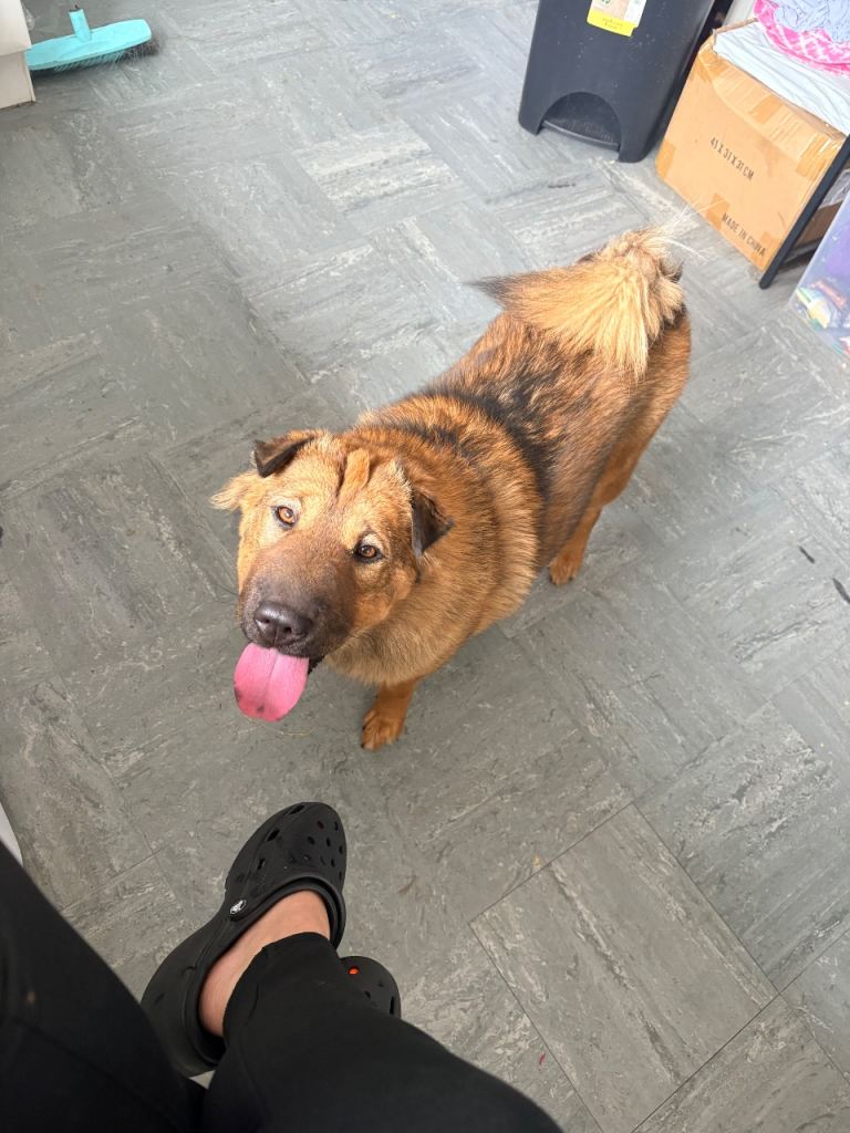 Caucasian shepard/shar pei  