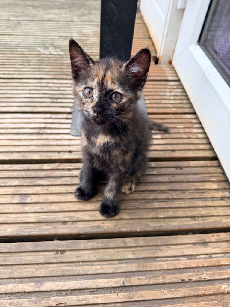 Adorable Kittens Looking for Forever Homes