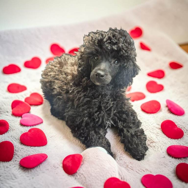 Miniture Poodle Puppies 1 Black boy left 
