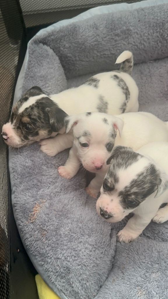Mearl and speckled Sealyham terrier x jack Russell 
