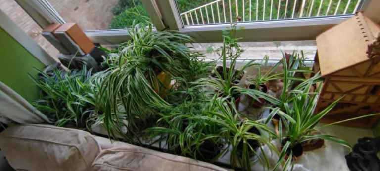 Many Spider plants