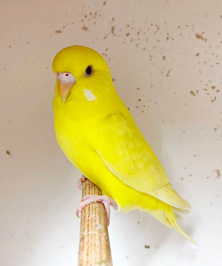 Quality Baby Budgies for sale