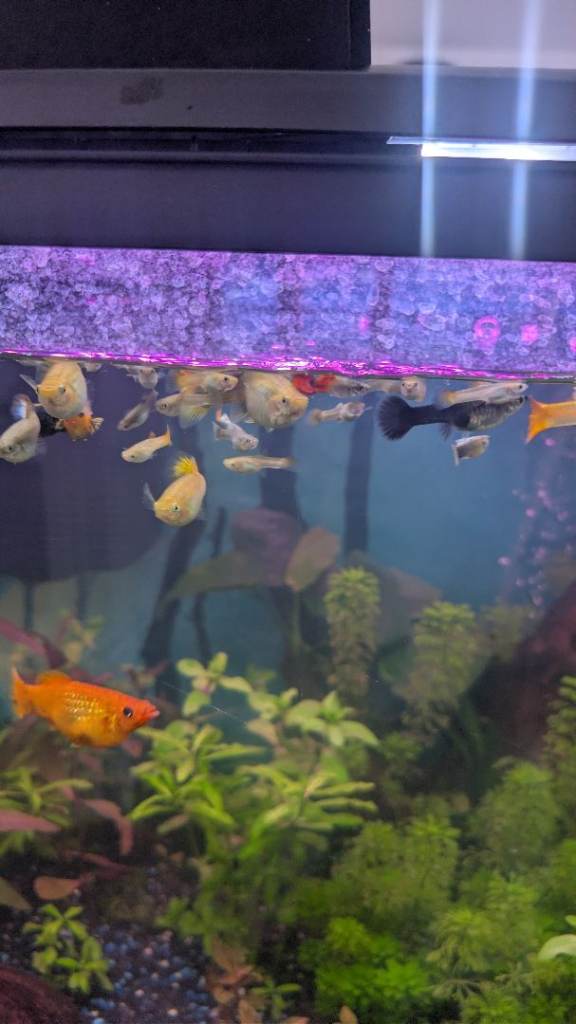 Guppy fish for sale Dagenham £2 each