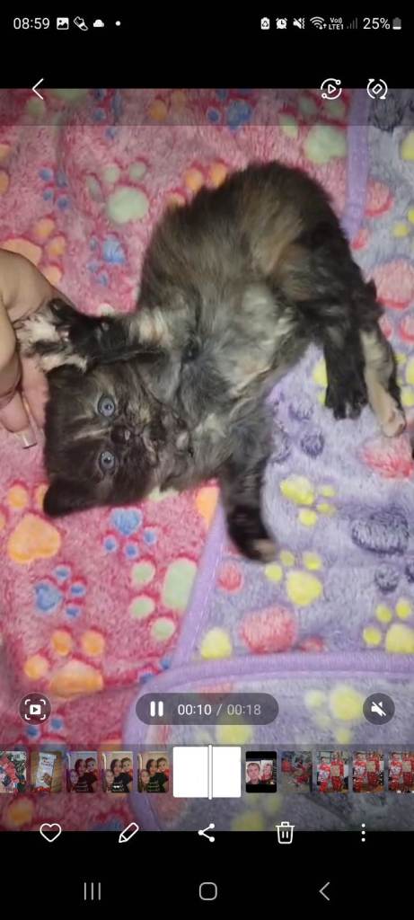 Beautiful mixed kittens