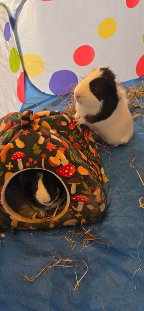 2 x Guinea Pigs