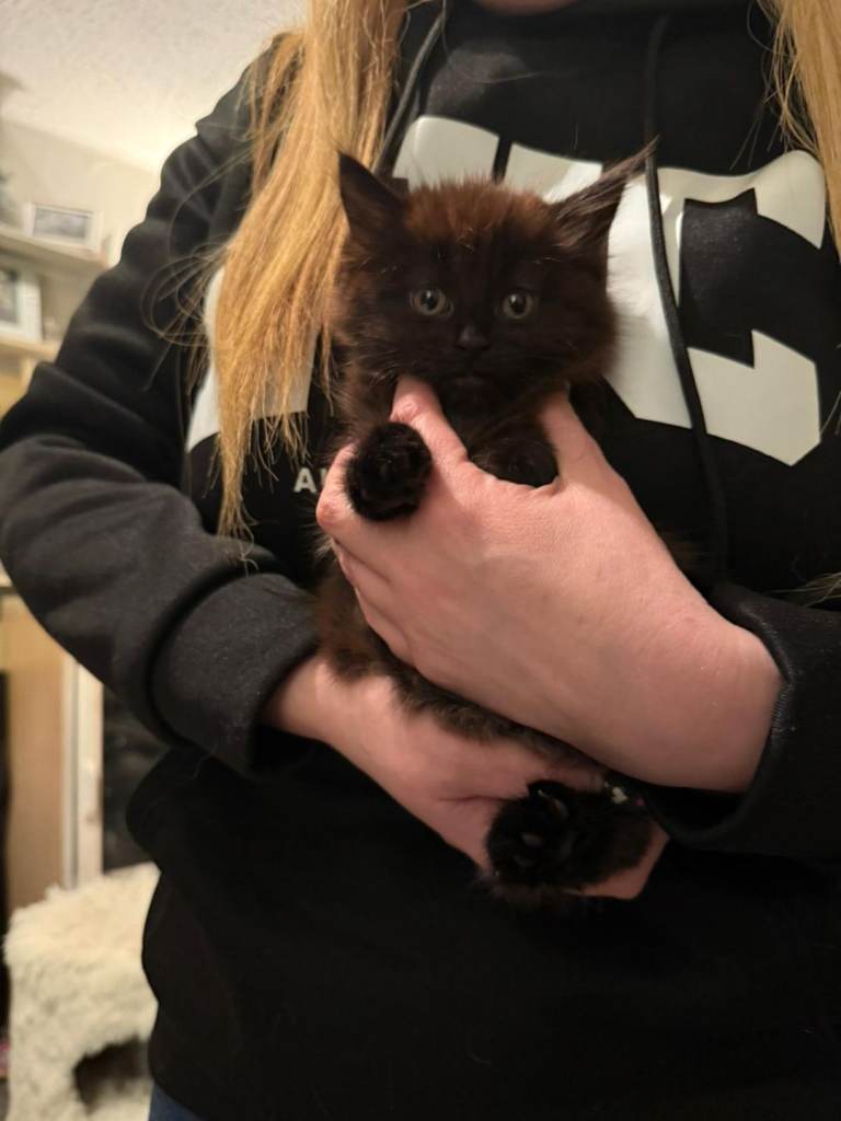 3 beautiful Maine coon cross kittens for sale 