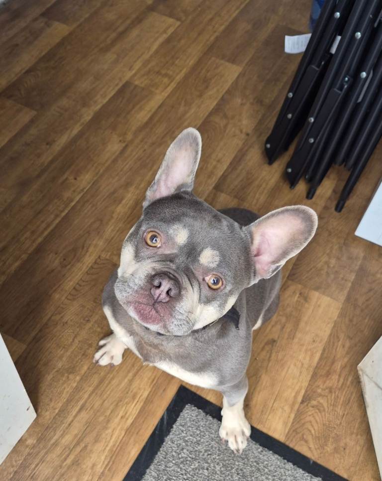 Gorgeous french bulldog