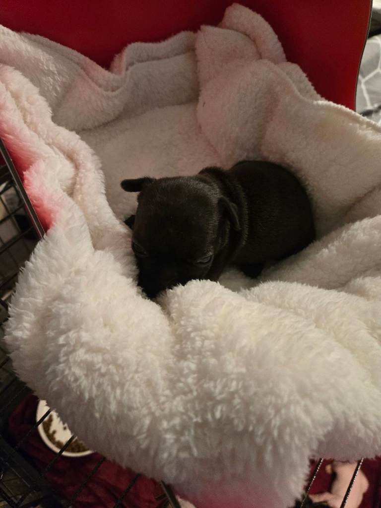 French bulldog pups for sale 