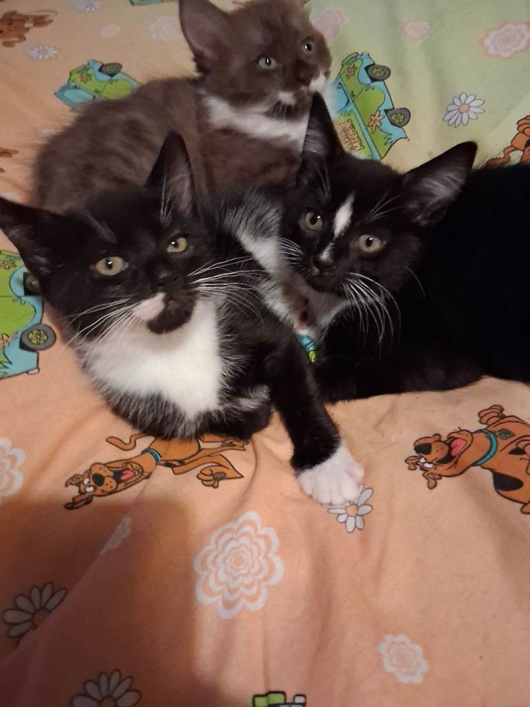 2 Tuxedo kittens for sale 