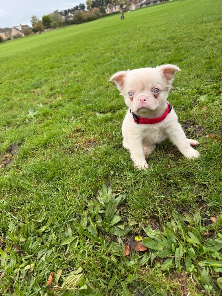 White fluffy male frenchbulldog