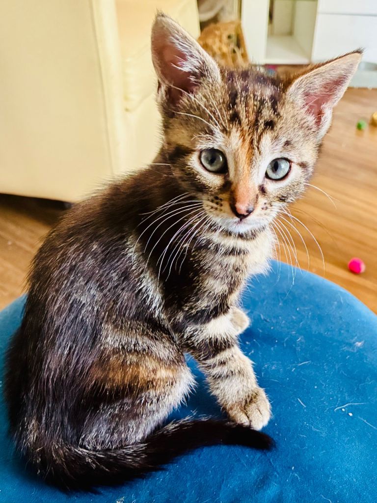 Last kitten, female tabby READY NOW