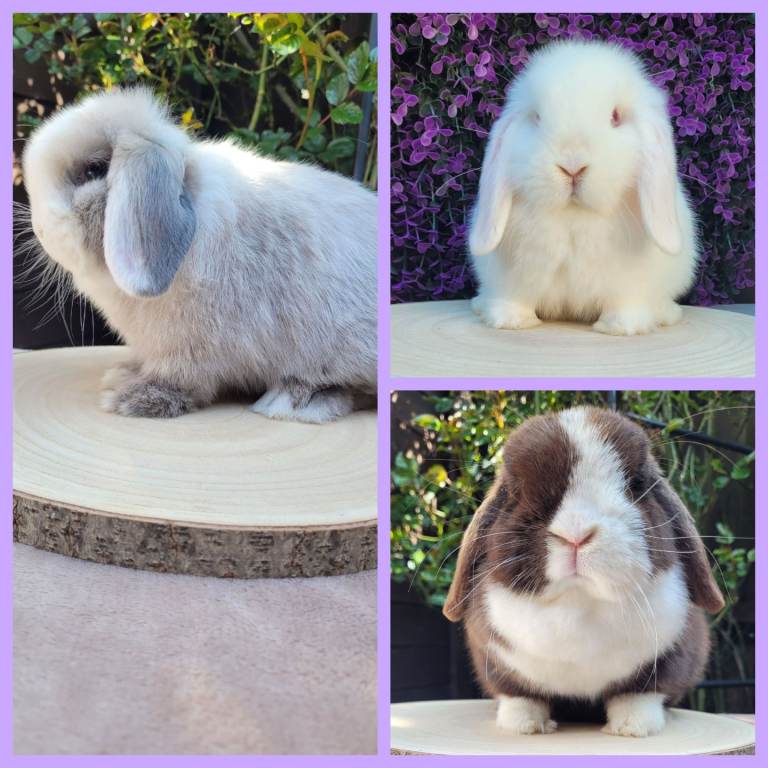 3 Purebred mini lop Adult/ bunnies available 