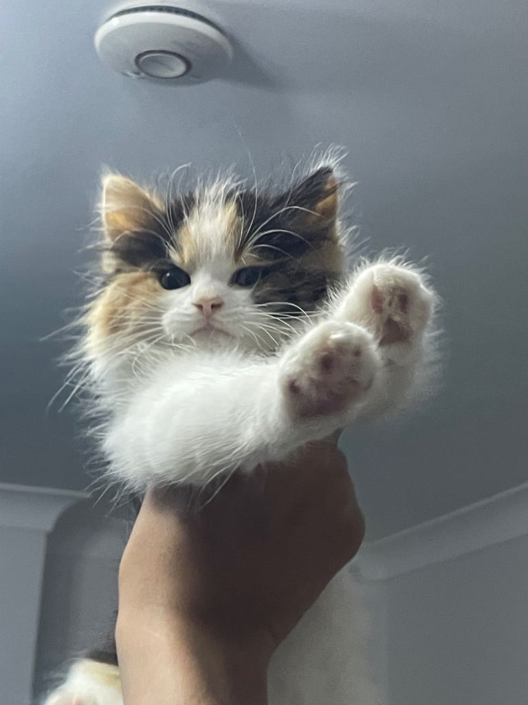 Calico Main-coon kitten