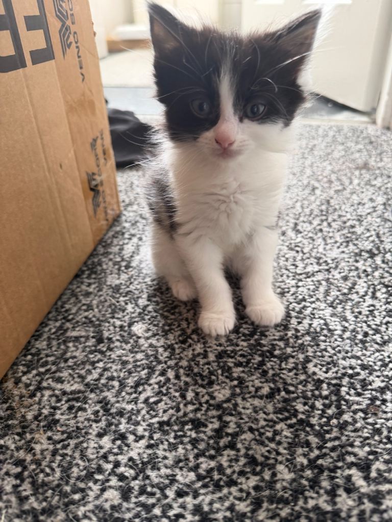 Kittens
