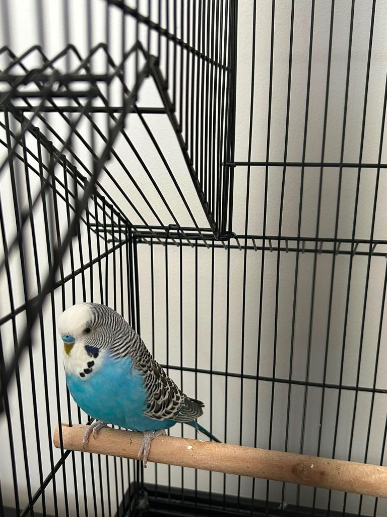 Budgies cage
