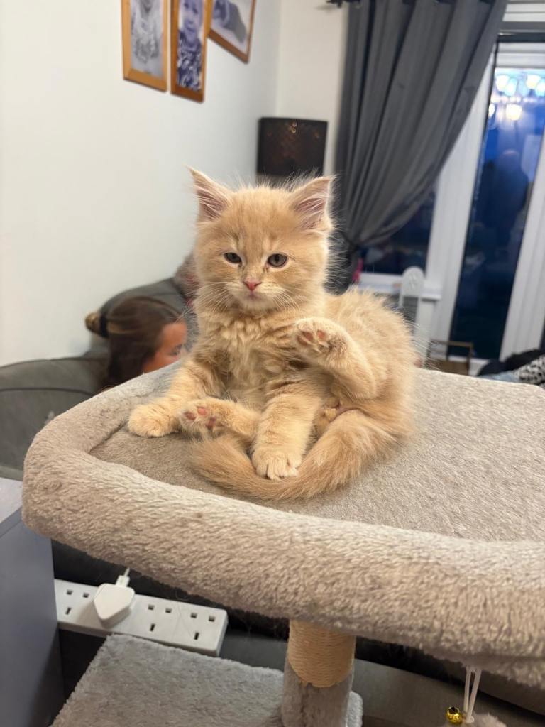 3 x Smoke red Maine Coon girl kittens for sale